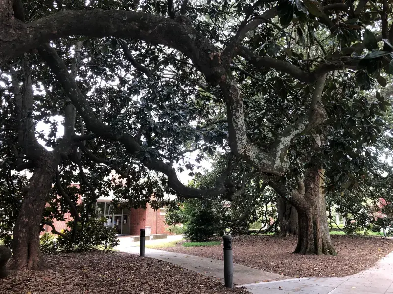 Mature oak and magnolia canopy over a Decatur walkway