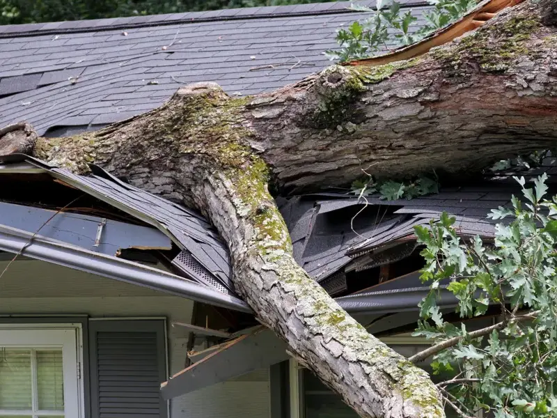 A fallen oak trunk crushed through a shingle roof after a storm